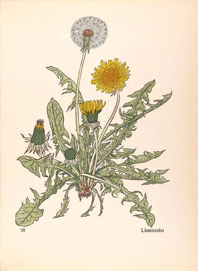 Zeichnung eines Löwenzahns. Die Blätter sind gezackt. Löwenzahn heißt auch Pusteblume. Die Samen vom Löwenzahn werden zu einer Kugel, die ganz leicht abgepustet werden kann.